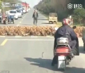 Defilarea ratelor, in China. Cum au traversat 20.000 de pasari o strada extrem de circulata