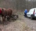 Adolescent zdrobit de un copac in timp ce strangea lemne in padure. "S-au dus de amaraciune, sa isi incalzeasca casa"