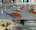 Furie in Japonia dupa ce un patinoar a inghetat 5000 de pesti pentru a se putea patina deasupra lor: "E macabru si imoral" - VIDEO