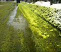 O localitate din Rusia a fost acoperita de zapada verde. Explicatia oficiala: "Nu e niciun pericol" - FOTO