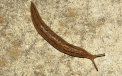 Limacsii uriasi "invadeaza" Marea Britanie. Biologii cer ajutorul populatiei pentru exterminarea lor