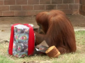 Cadouri de Craciun pentru... animale. Surpriza de care au avut parte vietuitoarele de la Zoo din Brazilia