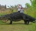 Imaginile care fac inconjurul internetului. Un aligator urias, filmat in timp ce se plimba, in Florida. VIDEO