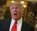 O noua specie de molie a fost denumita dupa Donald Trump. Cum arata si cum se numeste insecta. FOTO
