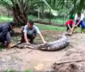 Sarpe urias, capturat in Malaysia dupa ce a atacat un sat. "Mancase atat de multe animale ca nu se mai putea misca"