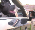 Caine pitbull, uitat de un barbat pe bancheta din spate a unui taxi. Soferul a decis in final sa il adopte