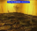 Afacerea pusa la cale de o mama din Romania. Cultiva cannabis in ghivece si se folosea de copiii ei pentru a vinde drogurile