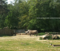 Atac comis de "profesionisti" asupra unui ZOO din Franta. Toate gradinile zoologice din Europa sunt in alerta