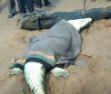 Au impuscat un crocodil urias si au ramas inmarmuriti cand i-au spintecat stomacul. De au descoperit in interior - VIDEO