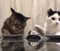 Clipul in care doua pisicute apasa pe sonerie pentru a primi mancare, viral pe internet. Politicianul fermecat de imagini