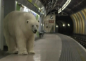 Surpriza "infricosatoare" intr-o statie de metrou din Londra. Momentul in care un urs polar se plimba printre calatori
