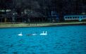 FOTO. Lacul din Valea Morilor - lacul lebedelor. Privelistea minunata de care se pot bucura moldovenii care aleg o plimbare prin parc