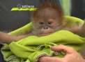 Te va induiosa! Un pui de urangutan a fost respins de mama, dar a cucerit ingrijitorii unei gradini Zoo - VIDEO