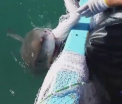 Momentul in care un pescar din Australia pocneste un rechin peste bot, suparat ca nu-i da drumul la navodul cu peste. VIDEO