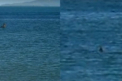 Monstrul din Loch Ness ar fi fost zarit in Australia. "Avea cam patru metri, m-am speriat"