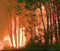 Incendiile de padure din Portugalia au facut cel putin 39 de morti. Victimele incercau sa fuga cu masina din calea flacarilor