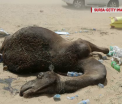 15.000 de camile, victime in scandalul dintre Arabia Saudita si Qatar. Animalele, blocate zile intregi fara mancare si apa