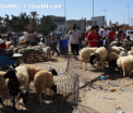 Localnici ingroziti in Africa de Sud, dupa nasterea unei creaturi jumatate om, jumatate miel. Care e explicatia stiintifica