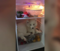 Din cauza caldurii, un catel s-a refugiat in frigider. Stapana de abia a reusit sa il scoata de acolo cu forta