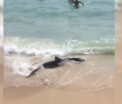 Un rechin a semanat panica in Mallorca. Ce s-a intamplat dupa ce turistii l-au filmat in timp ce se zbatea pe o plaja