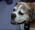 Banca de sange pentru animale. Un medic veterinar vrea sa ii convinga pe australieni sa vina cu animalele sa doneze