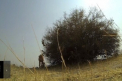 A lasat din greseala o camera GoPro in salbaticie. Cand s-a intors dupa ea, a ras cu lacrimi. VIDEO
