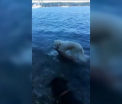 Operatiune de salvare inedita, in Statele Unite. Ce creatura a scos un golden retriever dintr-un lac - FOTO