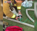 Catel din SUA, salvat in ultima clipa dintr-o casa cuprinsa de flacari. Pompierii l-au resuscitat