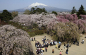 Ciresii infloriti, o afacere de 5 miliarde de euro pentru Japonia. Imagini spectaculoase - GALERIE FOTO