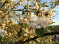 Cum va fi vremea de Florii si in urmatoarele zile. Ce spun meteorologii - FOTO