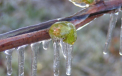 La noapte ne asteapta ingheturi. Meteorologii au emis un nou cod galben - FOTO