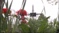 S-au depanat amintiri si la cimitirul Central, acolo unde se afla mormintele oamenilor de cultura. Scriitorii si artistii au fost comemorati de rudele care le duc dorul, dar si de cei care le-au indragit creatia - VIDEO