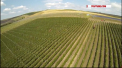 La Telenesti, pe o suprafata de 60 de hectare se intinde o livada super intensiva de mere si cirese. Dotata cu echipament modern, aceasta pare rupta din viitor, pe fundalul livezilor obisnuite din tara noastra. Povestea a cinci moldoveni care si-au transformat pasiunea  pentru agricultura intr-o afacere de succes - VIDEO