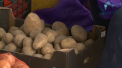 Cartofii crescuti in Moldova aproape ca au disparut de pe piata, iar noi ii mancam pe cei de import care sunt si mai scumpi. E din cauza ca in ultimii ani plantatiile s-au redus considerabil, spun agricultorii - VIDEO