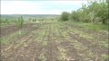 Vremea rece din aceasta primavara a afectat o serie de culturi agricole. Proprietarii plantatiilor de legume se plang ca o buna parte din rasad a pierit. Ce spun functionarii de la Ministerul Agriculturii si cand se incaleste vremea - VIDEO
