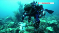 Fenomen unic, pe o plaja turistica. Oceanul s-a umplut de creaturi extrem de rare