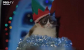 Cea mai faimoasa pisica din lume a murit la varsta de sapte ani. Grumpy Cat, care era urmarita de peste opt milioane de fani doar pe facebook, a lasat o avere de 100 de milioane de dolari - VIDEO