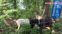24 de capre fac curat intr-un parc din New York. Cei care au venit cu initiativa spun ca ierbivorele vor curata parcul de plantele invazive, iar in felul acesta va fi evitata folosirea de chimicale pentru nimicirea plantelor daunatoare si deci, poluarea mediului - VIDEO