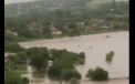 Dezastru la Frumusica in urma ploilor. Vacile care erau puse la pripon pe un camp din localitate au ramas sub apa, numai capul li se vedea. Localnic: „Nivelul apei a urcat mai sus de garduri” - VIDEO/FOTO