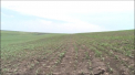 La Anenii Noi, viiturile au distrus culturile oamenilor. Dupa ce apele au trecut, localnicii s-au dus sa vada ce a mai ramas din plantatiile, facute una cu pamantul. Porumbul, floarea soarelui si sfecla, toate a fost distruse - VIDEO