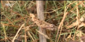 Roiuri de lacuste pot fi vazute in Sardinia. Localnicii se plang ca insectele le-au invadat locuintele si nu stiu cum sa scape de ele - VIDEO