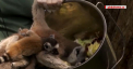 Un val de caldura a lovit Europa si nu doar oamenii au de suferit. Animalele se sufoca la temperaturi de peste 30 de grade, asa ca la o Gradina Zoologica din Roma acestea mananca fructe congelate si inghetata - VIDEO