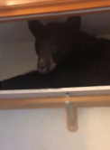 O familie din America a avut parte de un oaspete nepoftit. Oamenii au gasit un urs dormind in dulap. Mai mult, inainte de a se baga la somn, animalul a reusit si sa se incuie in camera in care se afla garderoba - VIDEO