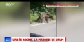 Un urs ranit a murit dupa ce a agonizat ore in sir in fata oamenilor nepasatori