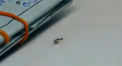 Momentul in care o furnica incearca sa fure un diamant dintr-un magazin de bijuterii din Italia - VIDEO