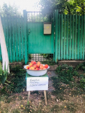 Au scos un lighean plin cu piersici la poarta si au lasat inscriptia „Gratis pentru copii cuminti”. Gestul frumos a unor oameni din Porumbeni: „Azi, in localitatea mea am vazut ceva inedit pentru zona, unde tot are un pret si nimeni nu e dispus sa-ti ofere ceva pe gratis”- FOTO