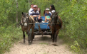 Locul din Romania unde turistii au voie sa intre doar in carute. „Sunt zone superbe” - VIDEO