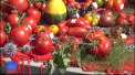 Uriase sau mici, galbene ori violete, tomatele au fost in centrul atentiei la un festival din Buzau, Romania. Sute de producatori de peste Prut, din Ungaria, Bulgaria, dar si Moldova, s-au laudat cu rosii de diferite soiuri - VIDEO 