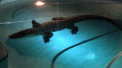 Crocodil cu o lungime de doi metri, prins facand baie intr-o piscina. Reactia proprietarei - VIDEO