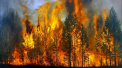 In jur de 3 milioane de hectare de paduri au fost mistuite de flacari in nordul Rusiei. Incendiile de vegetatie se extind din cauza temperaturilor ridicate - VIDEO